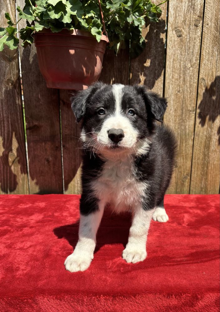 Border collie- piesek