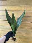 Sansevieria sansewieria black coral okaz