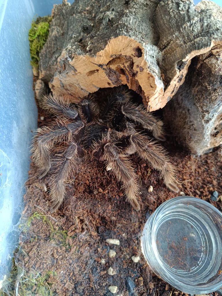Chromatopelma cyaneopubescens Lasiodora parahybana p. irminia samce
