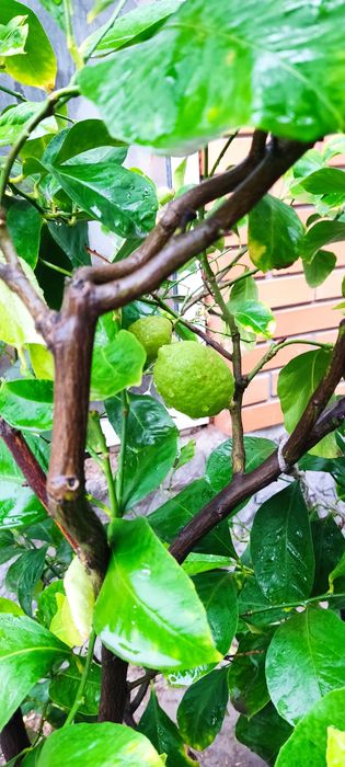 Чудовий лимон з плодами