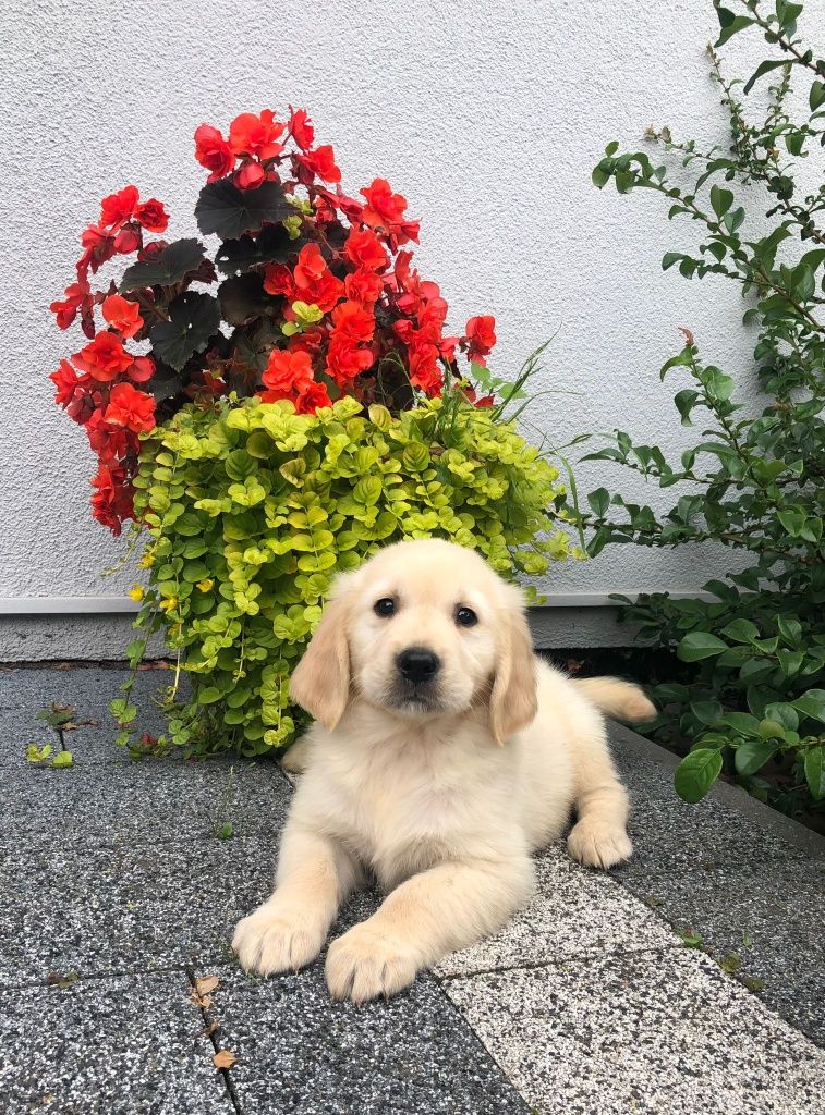 Golden Retriever,  szczenię, suczka !