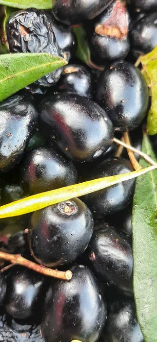 Azeite Ribatejo D'Aire