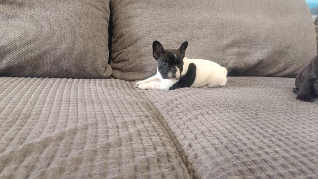 Buldog Francuski