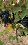 Uvas de vinho - Tintas