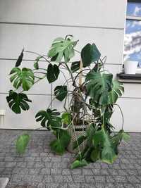 Monstera - roślina ozdobna