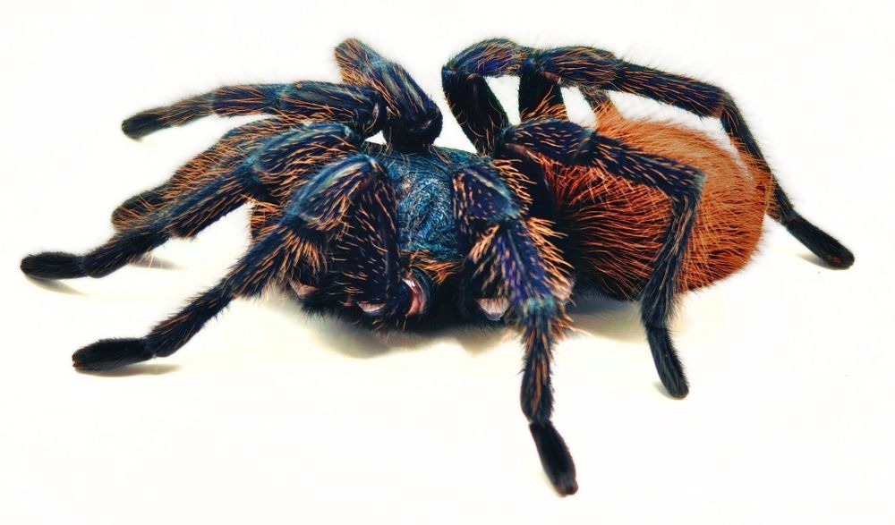 Oferta - ptaszniki oraz pająki właściwie