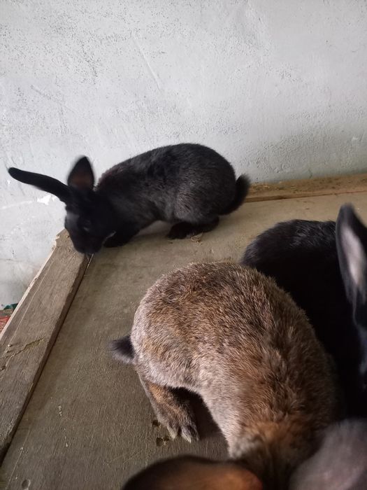 Króliki mieszańce samce 5 sztuk