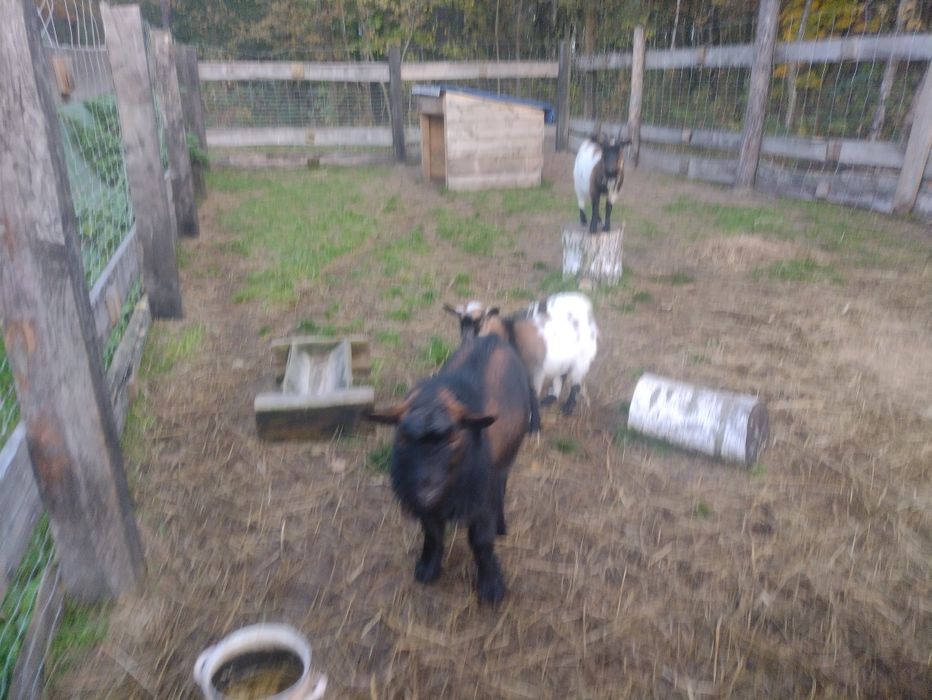 Dwa koziołki miniaturki