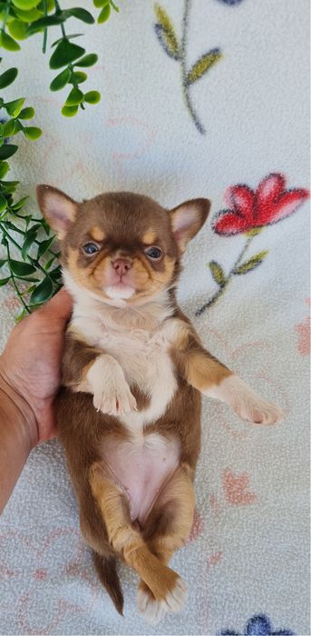 Excecional menina semi pelo Chihuahua/chihuahua de Qualidade