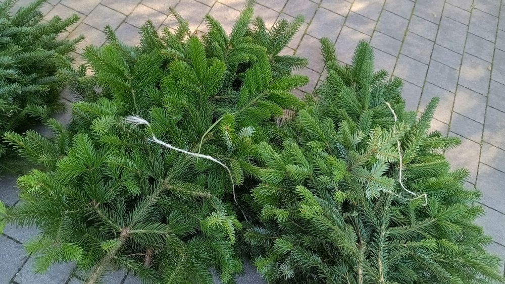 Gałęzie jodły kaukaskiej