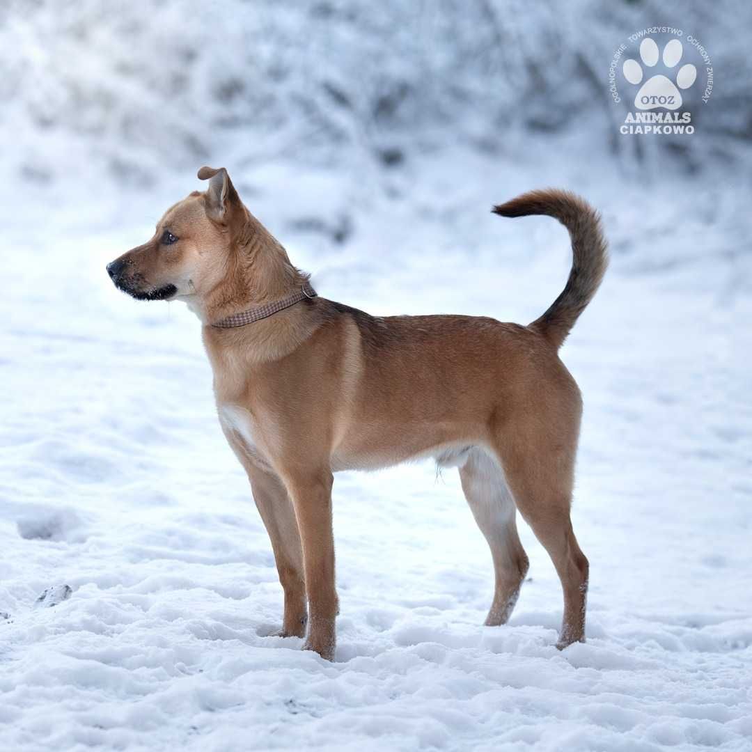 Borys szuka domu! OTOZ Animals Schronisko Ciapkowo