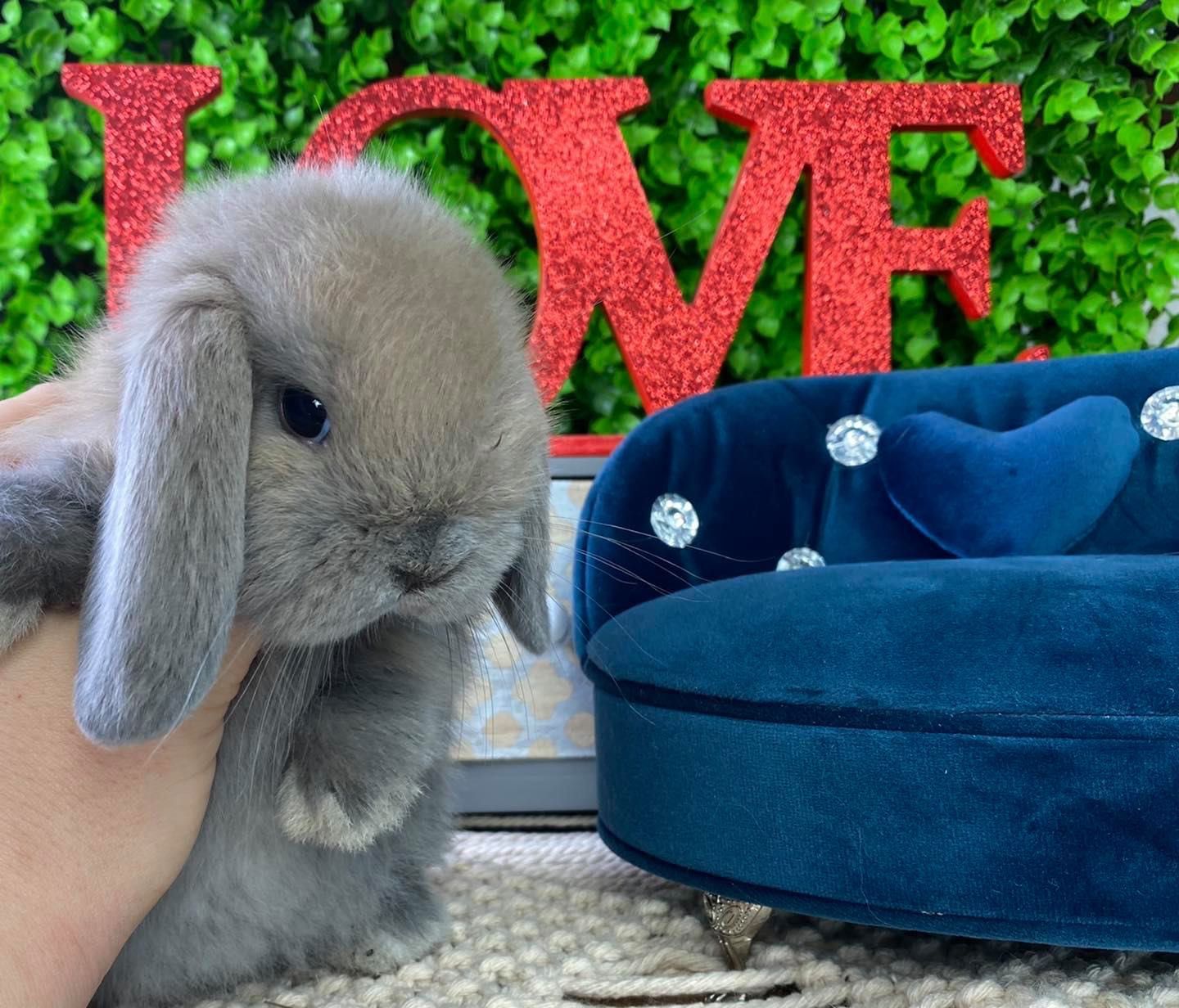 Mini lop zarejestrowana hodowla