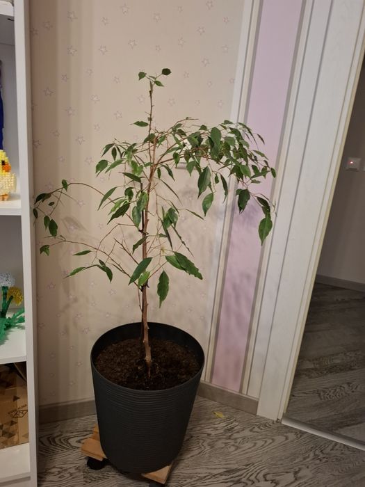 Вазони  заміокулькас шефлера фікус Бенджаміна лот