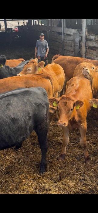 Odsadki jałówki Angus Limousine