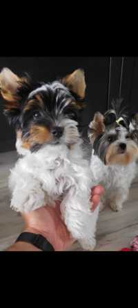 Yorkshire Terrier Biewer