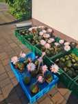 Kwitnący kaktus Echinopsis