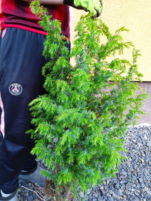 Берёза белоствольная, Бук,Осина,Дуб Красный, Клен, Рябина,Горобина