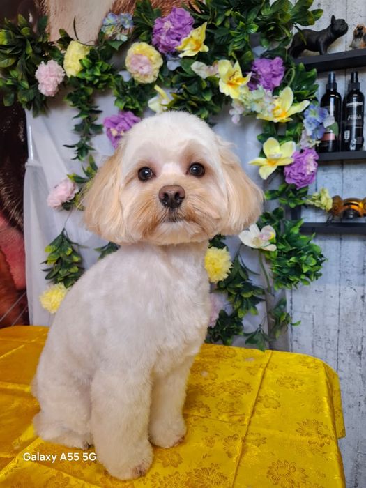 Грумер 1южный .студия груминга Тиана стрижка животных  .