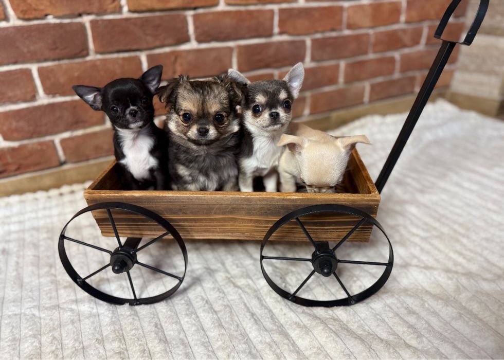 Chihuahua -z rodowodem