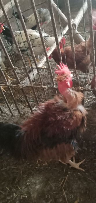 Sprzedam tegoroczne koguty ozdobne loczki gołoszyjce,brakla srebrna