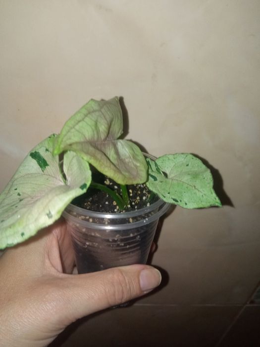 Сингоніум Сірий Привід