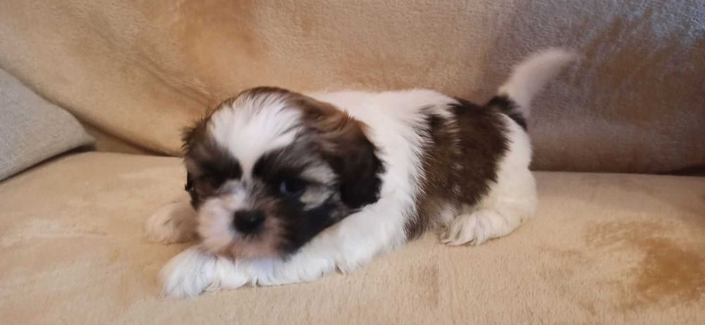 Shih tzu maluszki