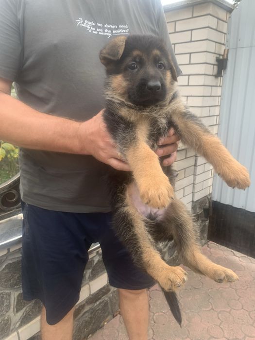 Продам цуценят Німецької вівчарки