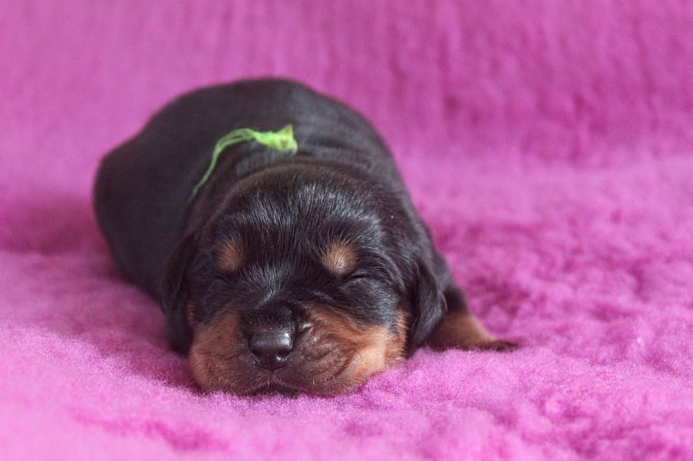 Szczenię Rottweiler, 100% Import Rodowód, Ojciec ADRK - Samiec