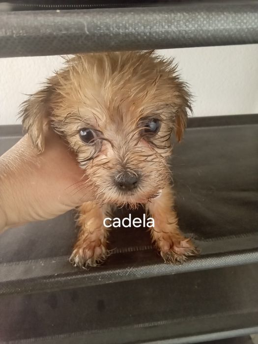 Caes raca pequena