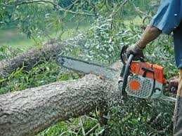 wycinanie drzew z podnosnika, drabiny, usuwanie korzeni, wywóz i przy