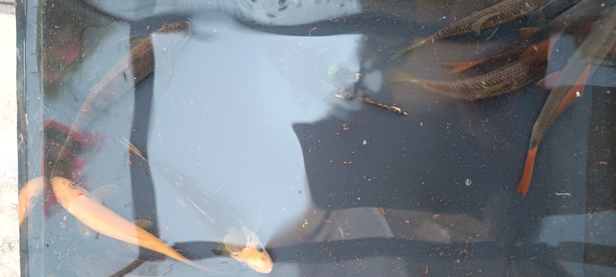 Troco lote de peixes por platys,ou gupys