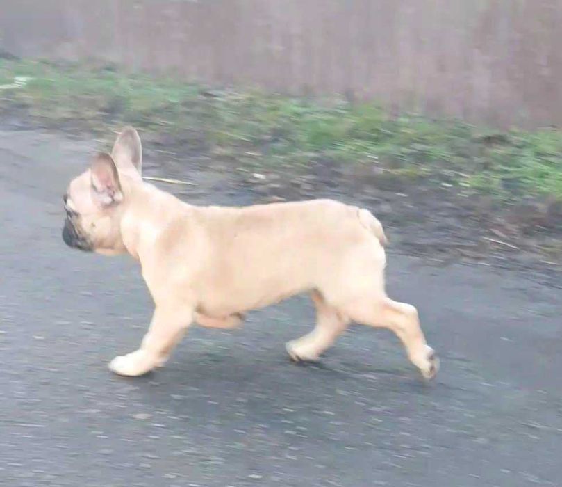 Французский бульдог девочка  родословная международная ксу!