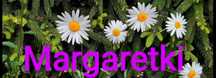 Margaretka sadzonka