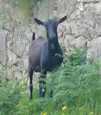 Cabrito CX de murciana Granadina