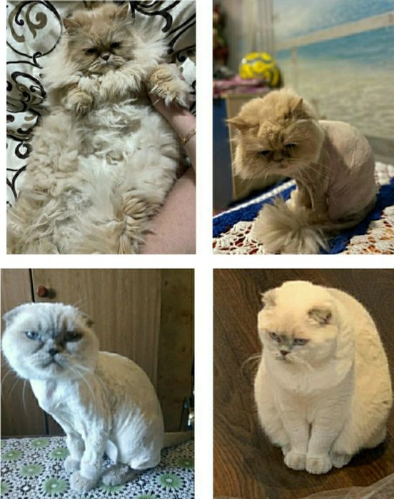 Стрижка котов (грумминг) 400грн. ЗАПИСЬ В ВАЙБЕР!)