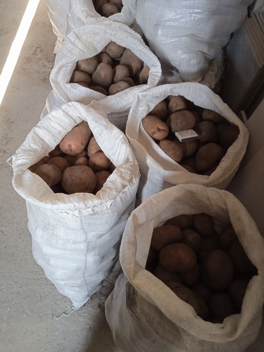 Картопля велика домашня