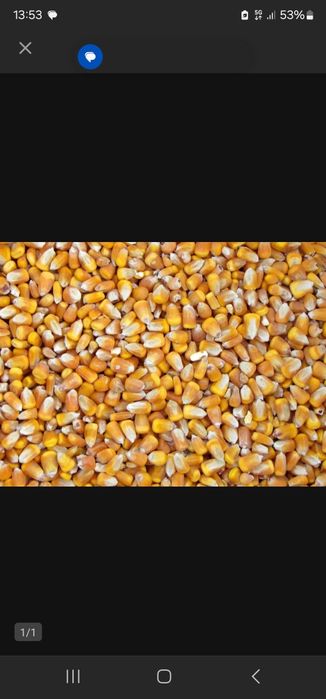 Przenżyto , Jęczmień, Owies, Kukurydza kazda ilość. Transport  Gratis