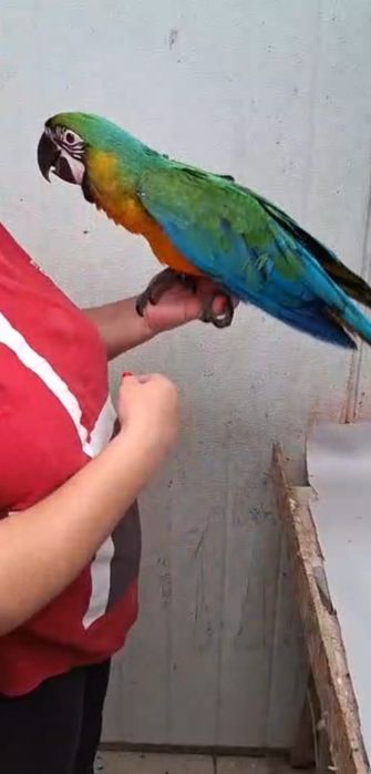 Arara Miligold criada a mão