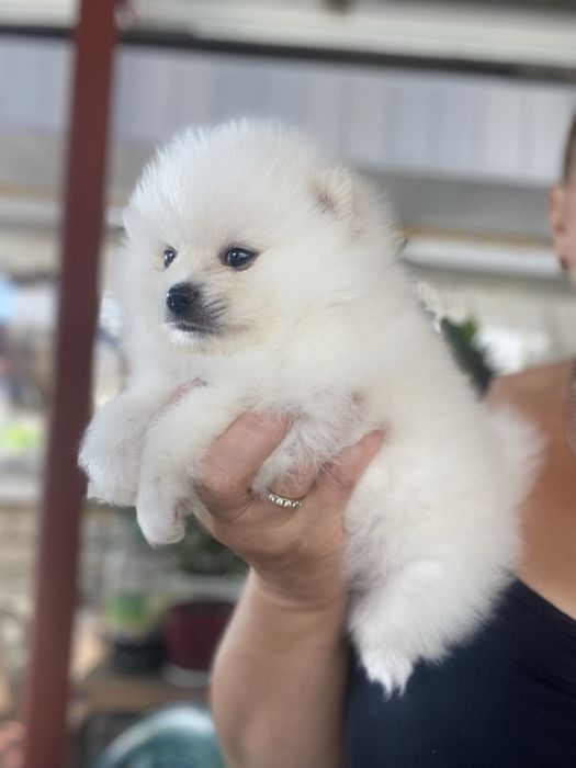 Хлопчик білий мішка