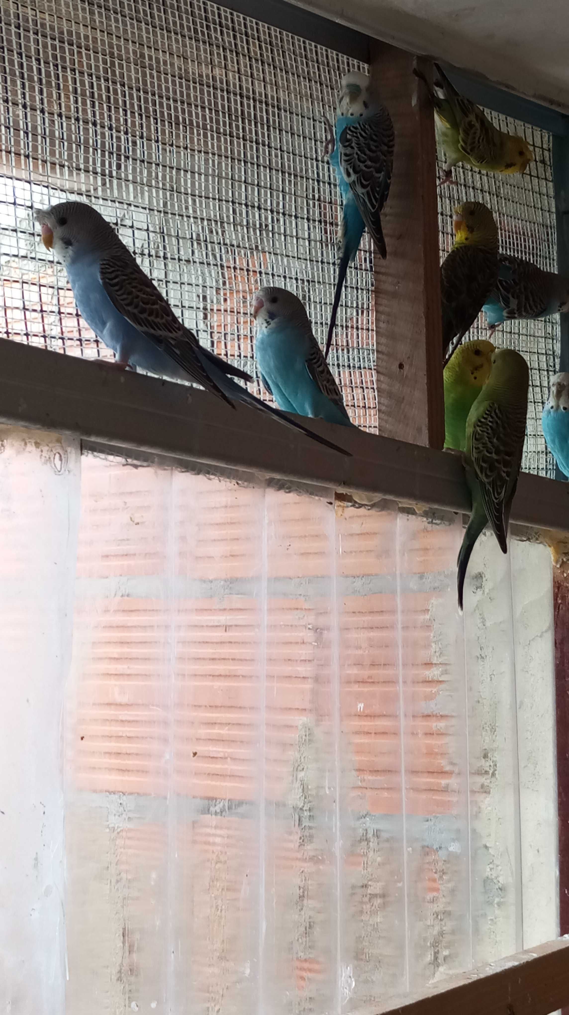 Piriquitos australianos anilhados