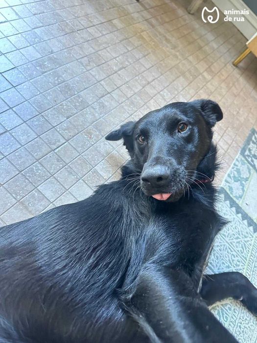 Júlio e Linda | Para Adoção