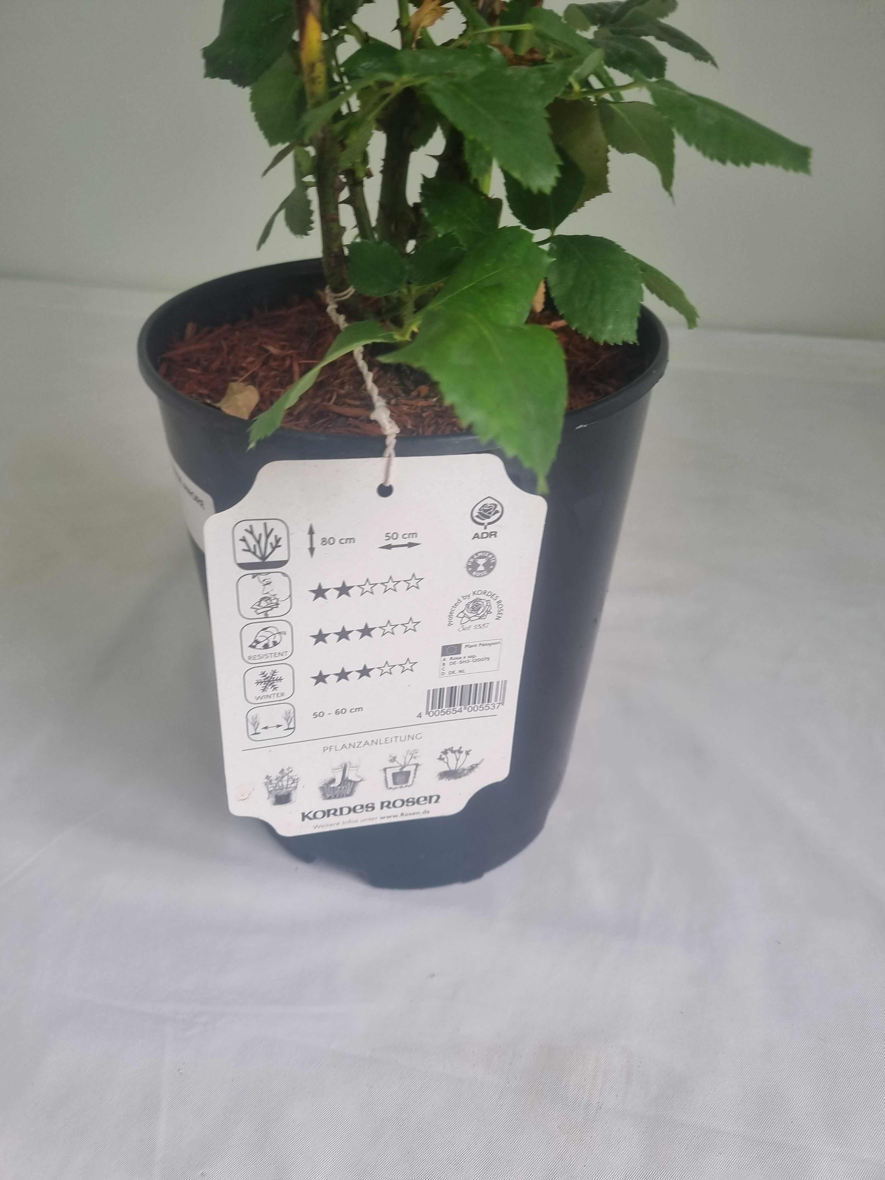 Róża Wielkokwiatowa Grande Amore – Intensywnie Czerwona, Wys. 80 cm,2L