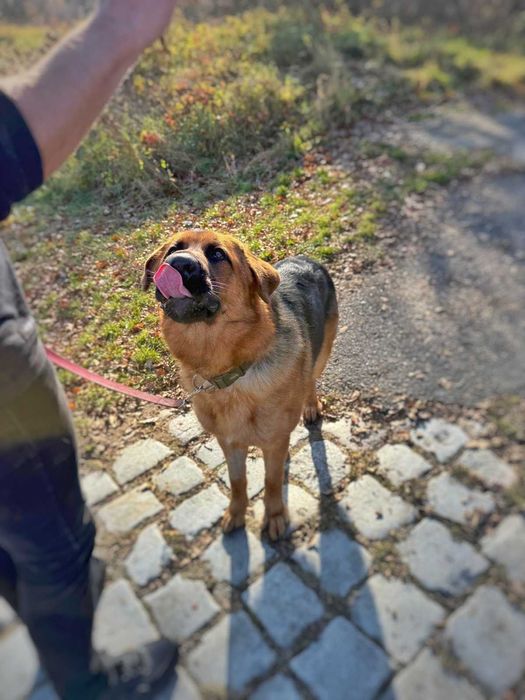 Ramzes - duży szczeniak w typie owczarka niemieckiego szuka domu