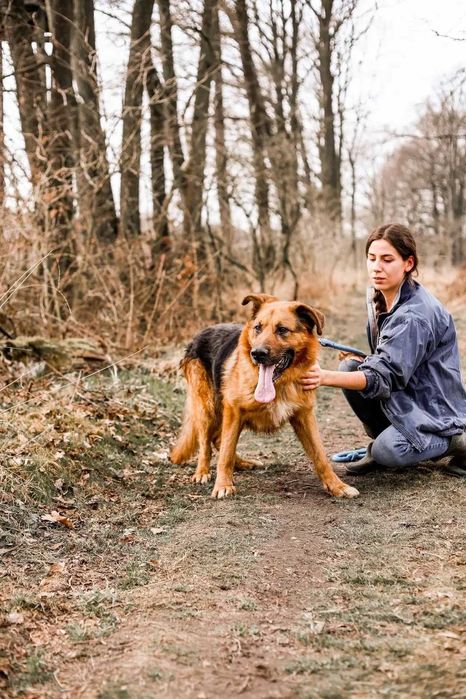 Zjawiskowy Remus w typie owczarka niemieckiego do adopcji!