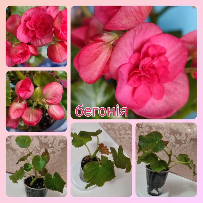 Тидеи 2 сорта; калла белая спатифиллум; кливия; молочай Миля глоксиния