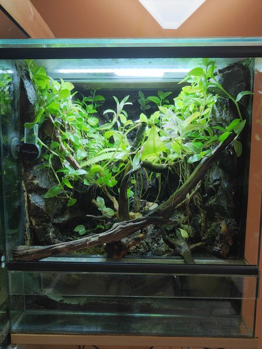Terrarium z gekonem orzęsionym i gekonami płaczącymi + wyposażenie