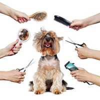Psi fryzjer strzyżenie pielęgnacja