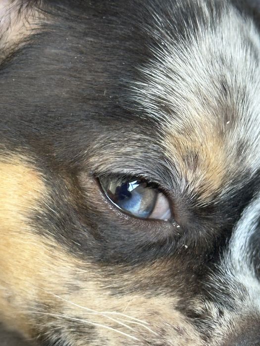 Хлопчик Чихуахуа