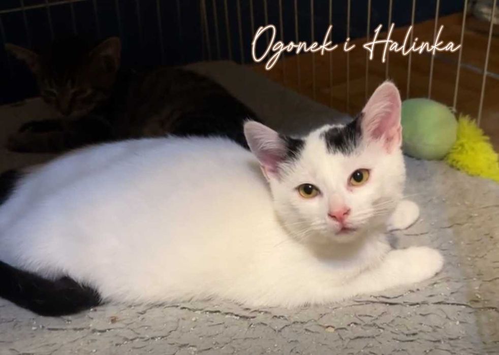 OGONEK, GRZYWECZKA i HALINKA – trójka kocich dzieci szuka domków