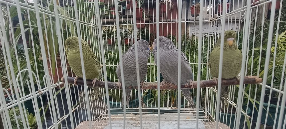 Periquitos black face